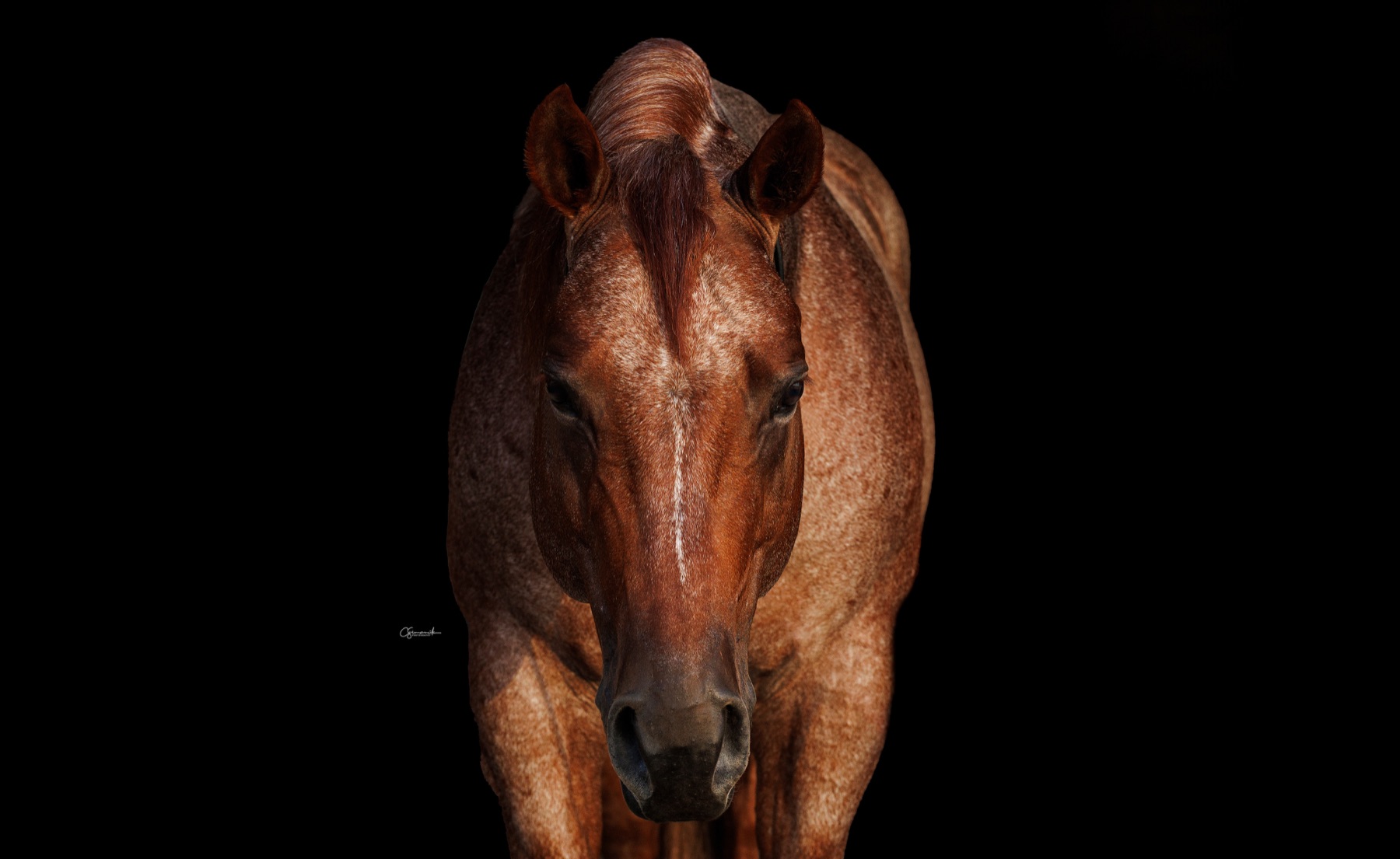 Head-on portrait of Hazardouz Material against a black background