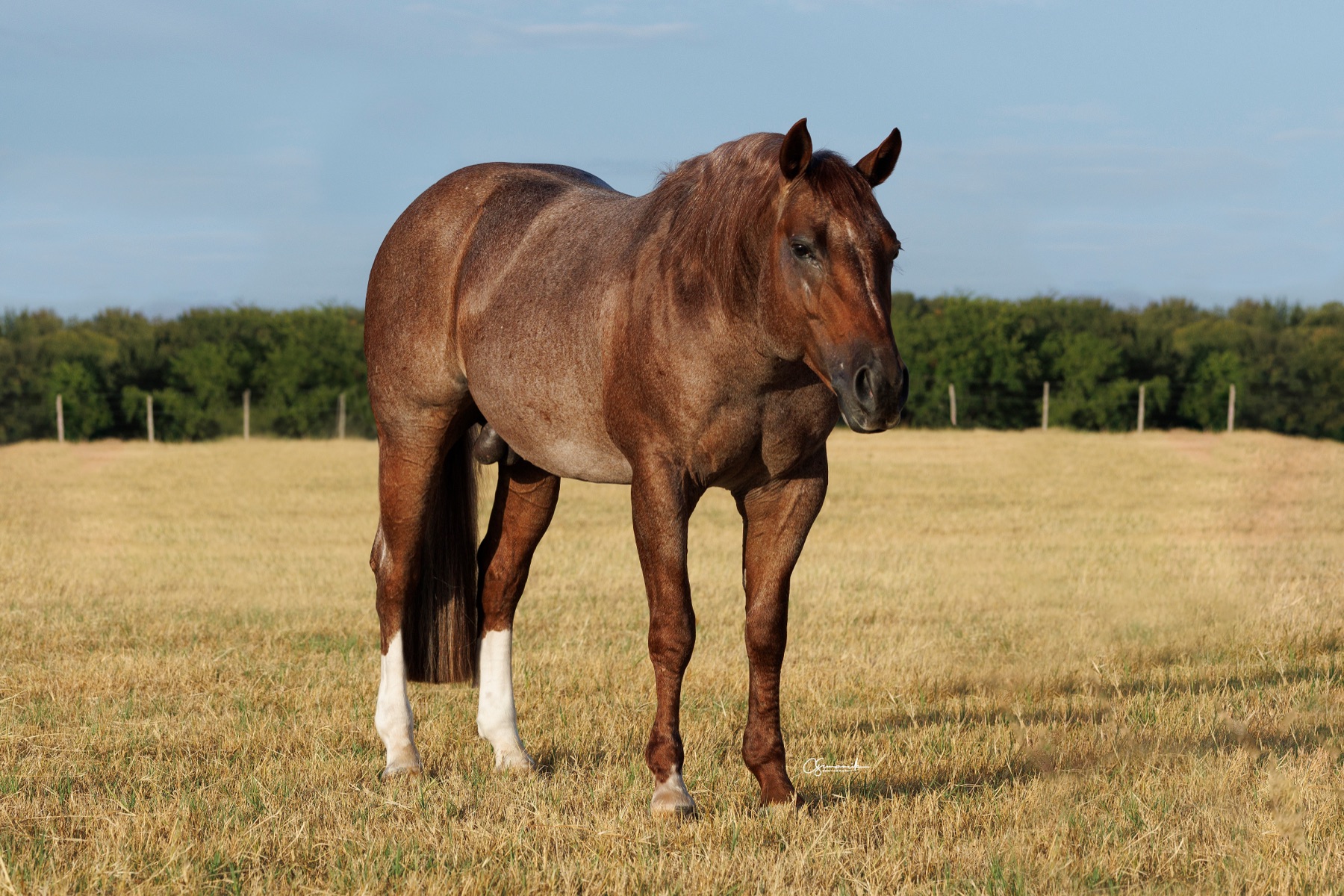 Hazardouz Material standing three-quarter view in a gold pasture