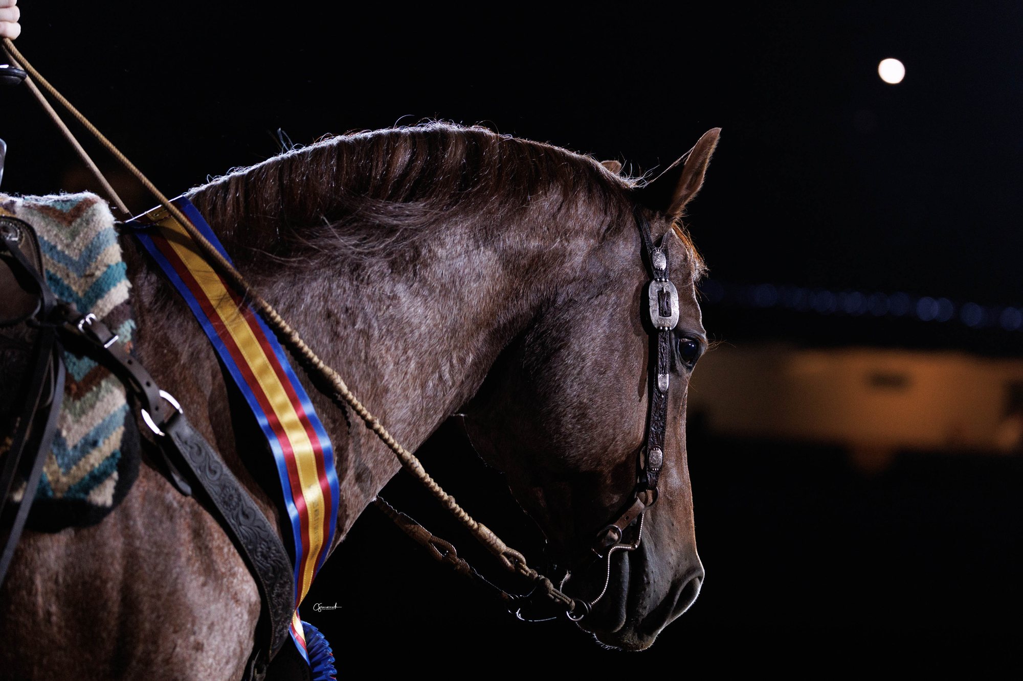 Hazardouz Material wearing the champion's ribbon under the lights