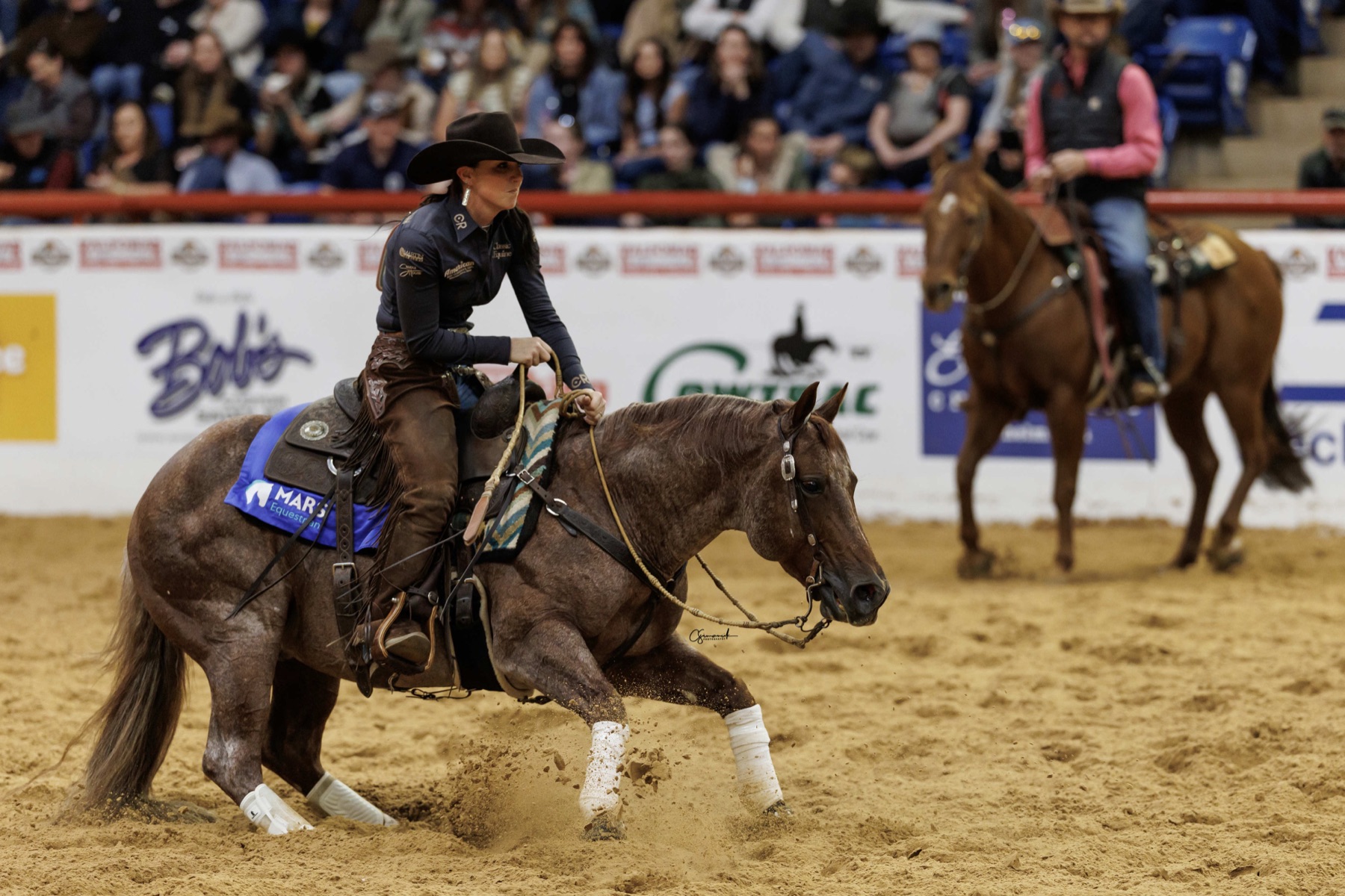 Hazardouz Material crouched low in the herd work at the 2025 World's Greatest Horseman finals